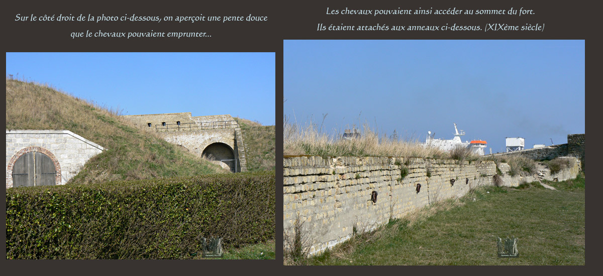 Risban chevaux
